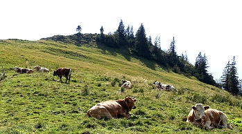 Kühe auf der Alm