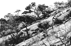 Mt. Kinabalu, Felshang