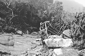 Kinabalu, höchstgelegene Vegetation