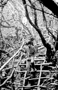 Kinabalu, eine Himmelsleiter (von unten)