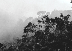 Kinabalu, Regenwald