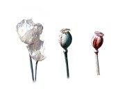 Mohn in der Erntezeit