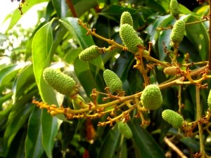 Lychee-Baum mit Fruechten