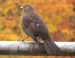 Amsel auf dem Geländer