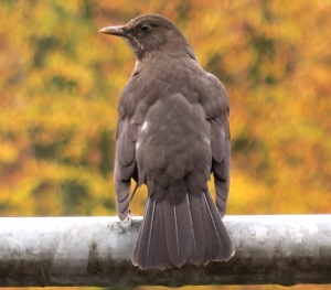 Amsel ohne schlechtes Gewissen