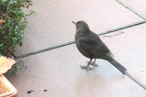 zornige Amsel