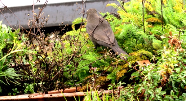 Amsel in Blumenkasten