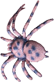 HalloweenSpinne links