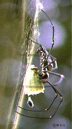 Spinne frisst Schmetterling