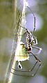 Spinne frisst Schmetterling