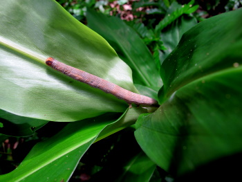 Raupe
