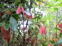 Phu Kradueng, am Cliff entlang, rote Blätter