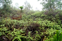 Phu Kradueng, am Cliff entlang, Farne