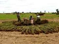 Harvesting of Sesame Myanmar2006