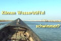 Können Wasserbüffel schwimmen?