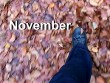 November